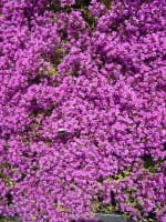 Thymus serpyllum 'Coccineus' / Roter Sand-Thymian 'Coccineus'