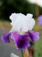 Iris barbata-elatior 'Snow Mount' / Hohe Bart-Iris