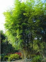 Phyllostachys nigra henonis / Gold Haar Bambus 200-250 cm im 30-Liter Container