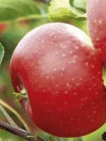 Malus domestica 'Discovery' / Apfel 'Discovery'