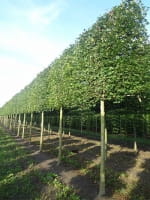 Acer campestre 'Elegant' / Feld-Ahorn 'Elegant' 'Hochstamm-Spalier' H:200 B:220 T:20 (Stamm 225 cm)