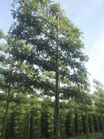 Quercus palustris / Sumpf-Eiche 'Hochstamm-Spalier' H:200 B:210 T:20 (Stamm 225 cm)