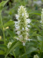Agastache rugosa 'Alba' / Duftnessel 'Alba'