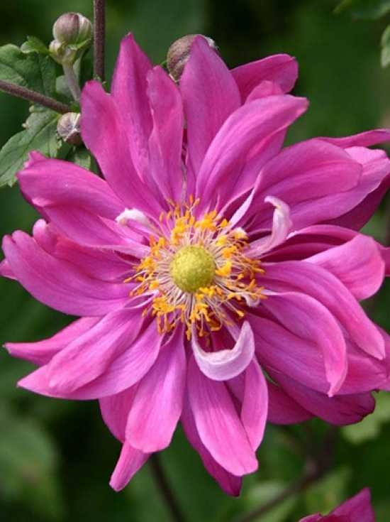 Japan-Herbst-Anemone 'Bressingham Glow' / Anemone japonica 'Bressingham ...