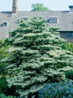 Viburnum plicatum 'Mariesii' / Japanischer Etagen-Schneeball