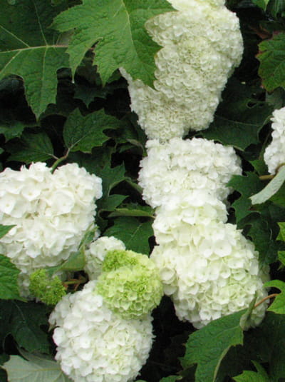 EichenblattHortensie 'Harmony' / Hydrangea quercifolia 'Harmony'