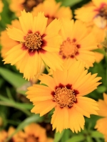 Coreopsis grandiflora 'Sunfire' / Großblütiges Mädchenauge