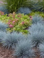 Festuca glauca 'Intense Blue' / Blau-Schwingel