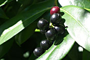 Prunus-rotundifolia-Frucht