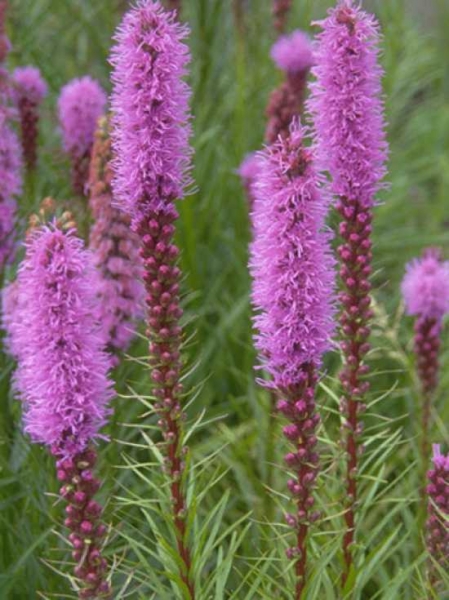 Liatris spicata 'Floristan Violett' / Ährige Garten-Prachtscharte 'Floristan Violett'