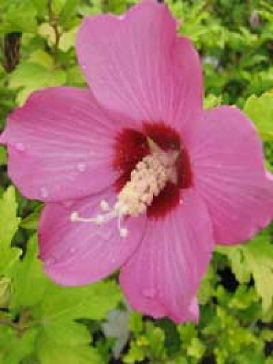 Garten-Eibisch 'Russian Violet' / Hibiscus syriacus 'Russian Violet