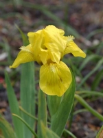 Iris barbata-nana 'Brassie' / Garten-Zwerg-Schwertlilie