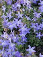 Campanula poscharskyana 'Blue Gown' / Hängepolster-Glockenblume