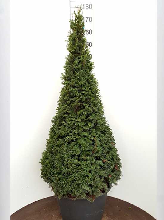 Heimische Eibe 'Kegel' / Taxus baccata 'Kegel' günstig kaufen