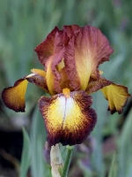 Iris barbata-elatior 'Spreckles' / Hohe Bart-Iris 'Spreckles'