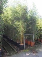 Phyllostachys aureosulcata 'Spectabilis' / Flachrohr-Bambus 200-250 cm im 25-Liter Container
