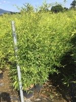Phyllostachys bissetii / Bisset Bambus 125-150 cm im 12-Liter Container