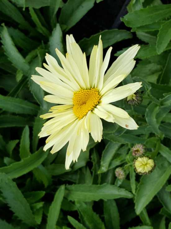 Großblumige GartenMargerite 'Banana Cream' / Leucanthemum x superbum