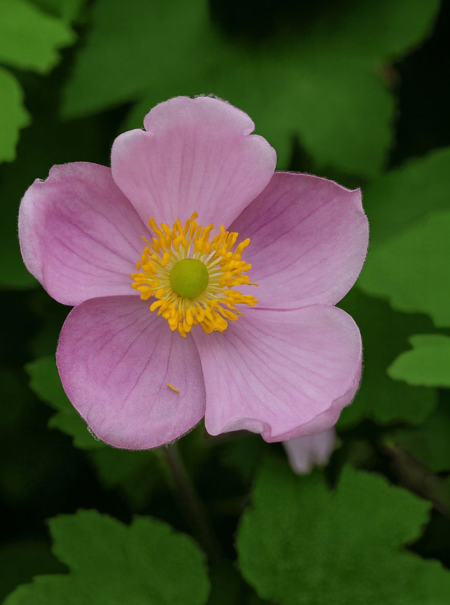 HerbstAnemone 'Little Princess' / Anemone hupehensis 'Little Princess'