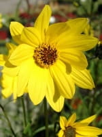 Helianthus orgyalis / Weidenblättrige Sonnenblume