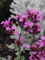 Origanum laevigatum 'Purple Charm' / Blüten-Dost 'Purple Charm'