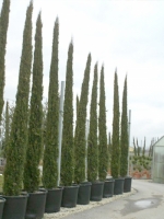 Cupressus sempervirens / Säulenzypresse 500-600 cm im 285-Liter Container