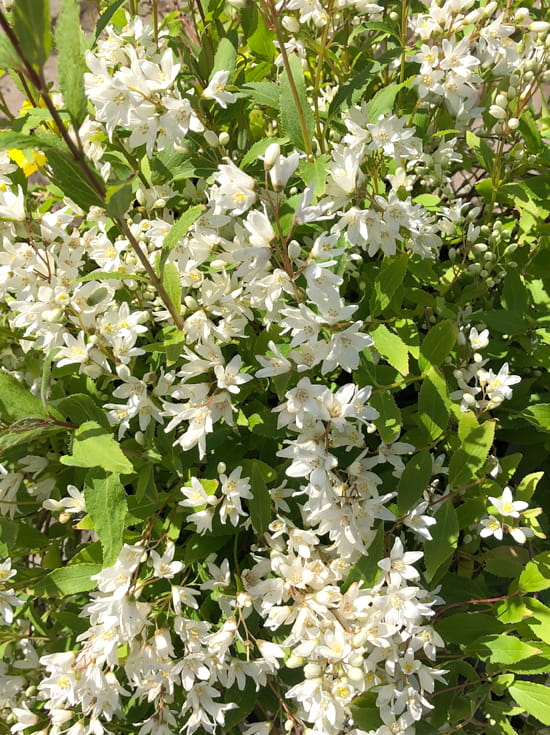 Zierliche Deutzie Strauch - Deutzia Gracilis Mit Weißen Blüten - Pflegeleicht Für Garten & Balkon