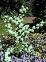 Viburnum plicatum / Japanischer Schneeball