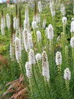 Liatris spicata 'Floristan Weiß' / Ährige Garten-Prachtscharte 'Floristan Weiß'