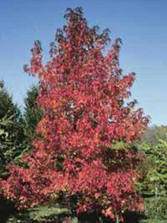 Amberbaum 'Worplesdon' / Liquidambar styraciflua 'Worplesdon'