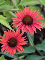 Echinacea purpurea 'Hot Lava®' / Purpursonnenhut