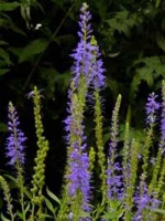 Veronica longifolia 'Blauriesin' / Große Kerzenveronika