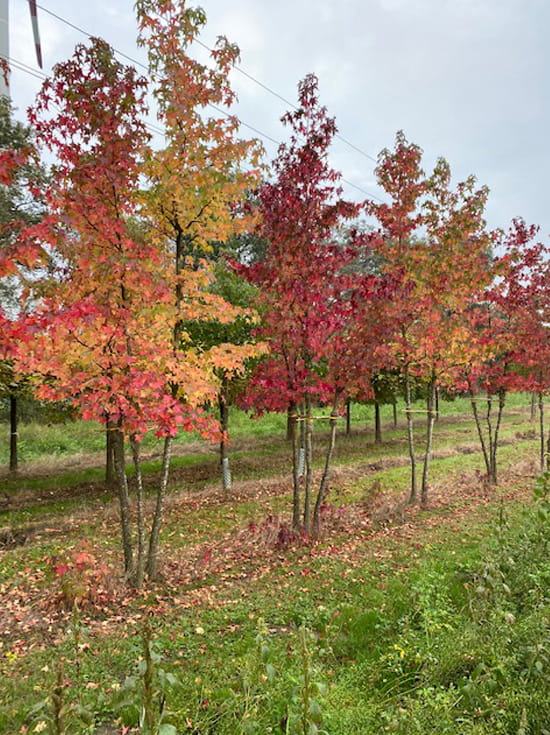 Amerikanischer Amberbaum / Guldenbaum 'mehrstämmig' / Liquidambar