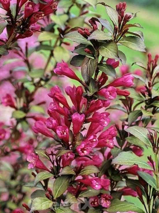 Weigelie 'Victoria' / Weigela florida 'Victoria' günstig kaufen