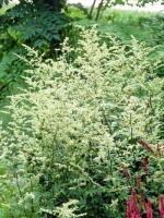 Artemisia lactiflora 'Guizhou' / Elfenraute