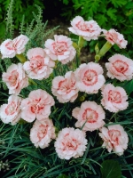 Dianthus plumarius 'Doris' / Garten-Feder-Nelke