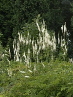 Cimicifuga racemosa (Actaea racemosa) / Traubensilberkerze