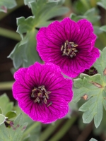 Geranium cinereum Jolly Jewel Purple ®  /