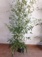 Phyllostachys aureosulcata 'Spectabilis' / Flachrohr-Bambus 150-175 cm im 12-Liter Container
