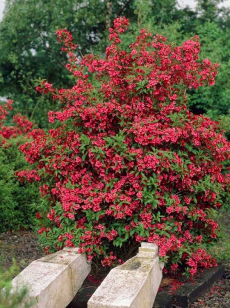 Weigelie 'Red Prince' / Weigela 'Red Prince' günstig kaufen