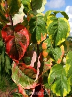 Cornus florida 'Rainbow' / Amerikanischer Blumen-Hartriegel 'Rainbow'
