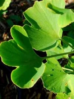 Ginkgo biloba 'Tit' / Zwerg-Fächerblattbaum 'Tit'
