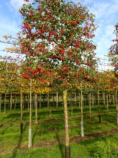 Zierapfel 'Scarlett' 'HochstammSpalier' H160 B160 T20 (Stamm 210 cm