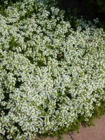 Thymus serpyllum 'Albus' / Garten-Quendel, Garten-Thymian