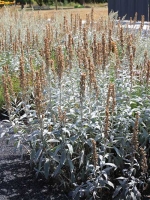 Artemisia ludoviciana 'Valerie Finnis' / Silberraute