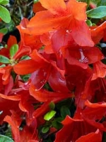 Rhododendron obtusum 'Addy Wery' / Japanische Azalee 'Addy Wery'