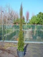 Cupressus sempervirens / Säulenzypresse 175-200 cm im 30-Liter Container