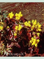 Mahonia aquifolium 'Atropurpurea' / Mahonie 'Atropurpurea'