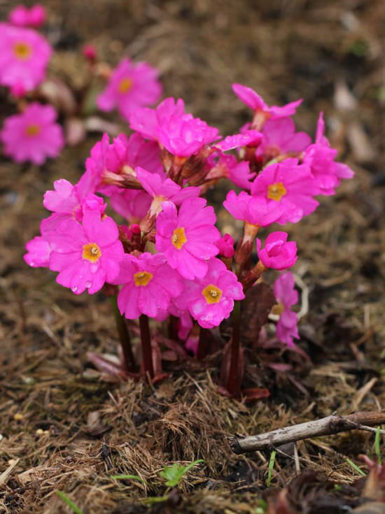 Примула корень. Примула rosea. Примула Primula rosea. Примула Скальная Primula saxatilis. Primula rosea grandiflora.