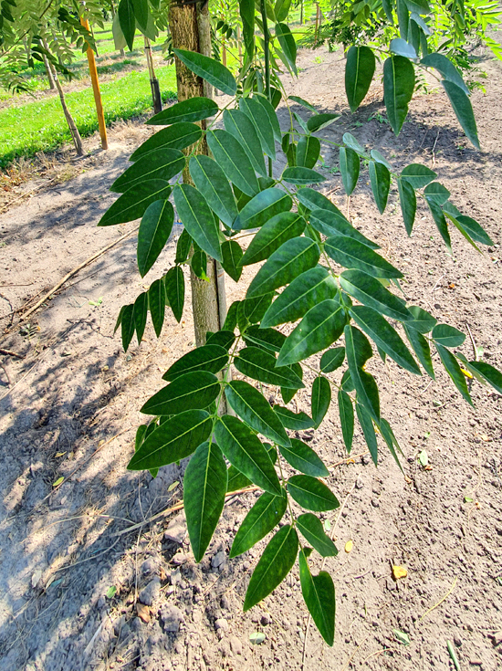 Schnurbaum 'Princeton Upright' / Styphnolobium japonicum 'Princeton